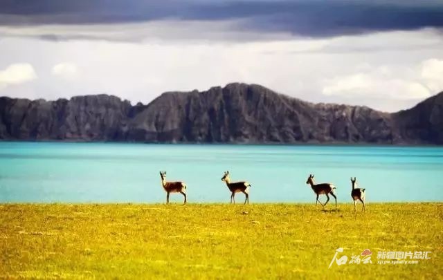 阿爾金山國家級自然保護區(qū)美景。保護區(qū)提供