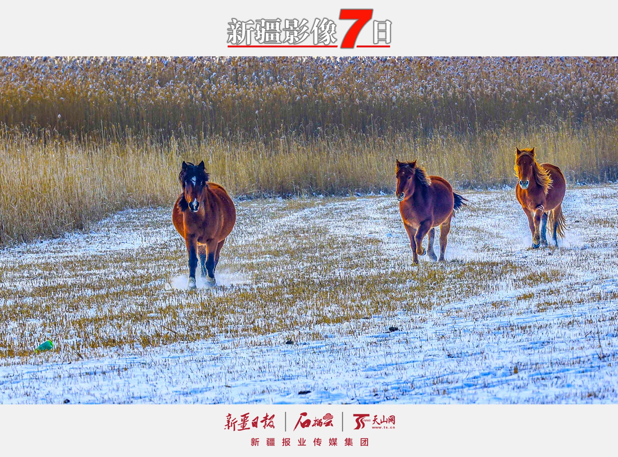 12月7日，駿馬在那拉提國家濕地公園的雪地上奔跑。大雪節(jié)氣，新源縣那拉提國家濕地公園銀裝素裹，奔馳的駿馬為寂靜的雪原平添一份活力。 張文庭攝