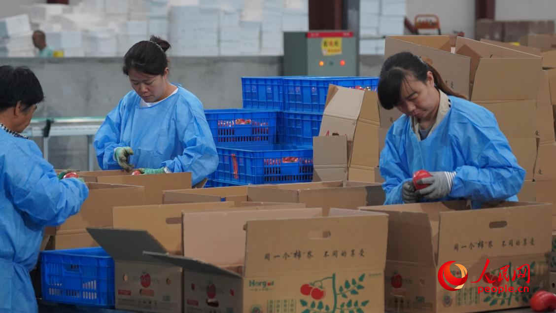 工人正在分揀、裝箱。人民網(wǎng) 李龍攝