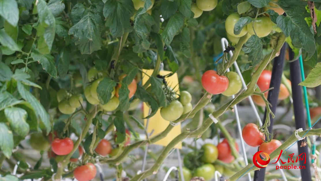 種植的大果番茄，每穗可結(jié)果四五個(gè)。人民網(wǎng) 李龍攝